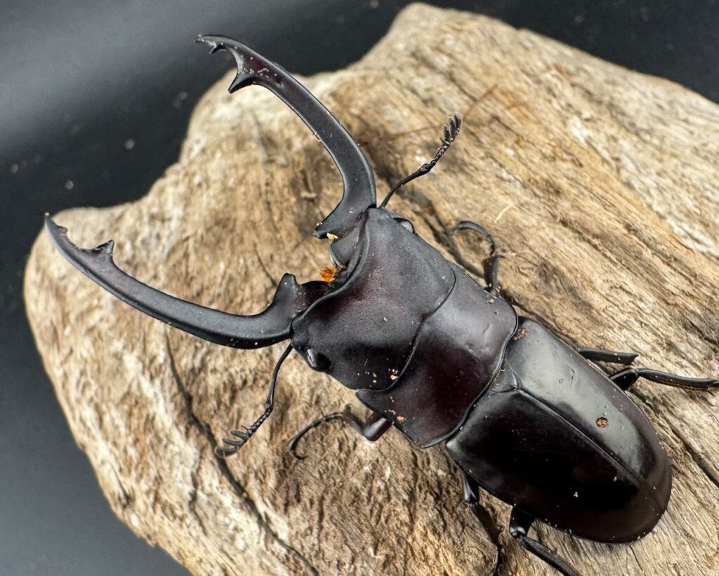 ブッダノコギリクワガタ フィリピン北部亜種