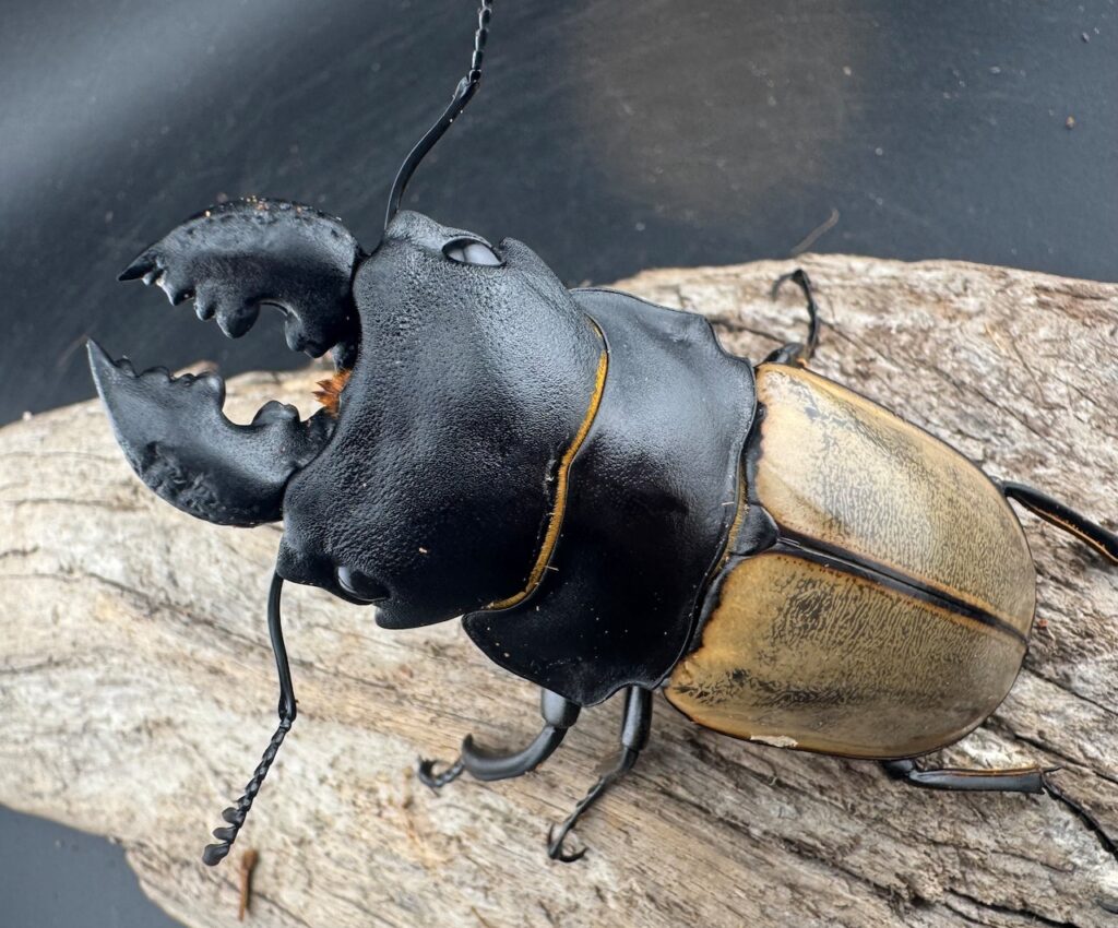 カステルナウディツヤクワガタ