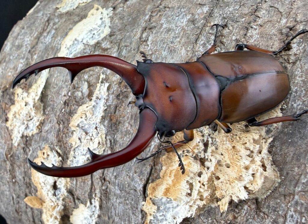 アスタコイデスノコギリクワガタ亜種ミズヌマイ