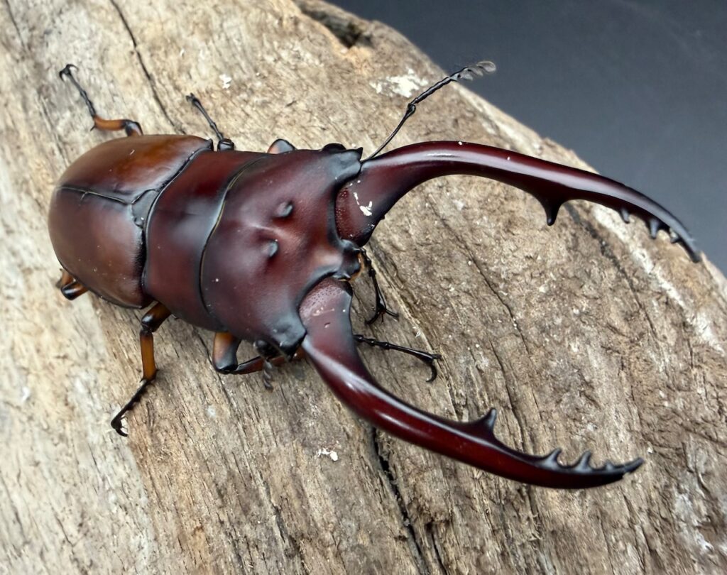 アスタコイデスノコギリ亜種pallidipennis