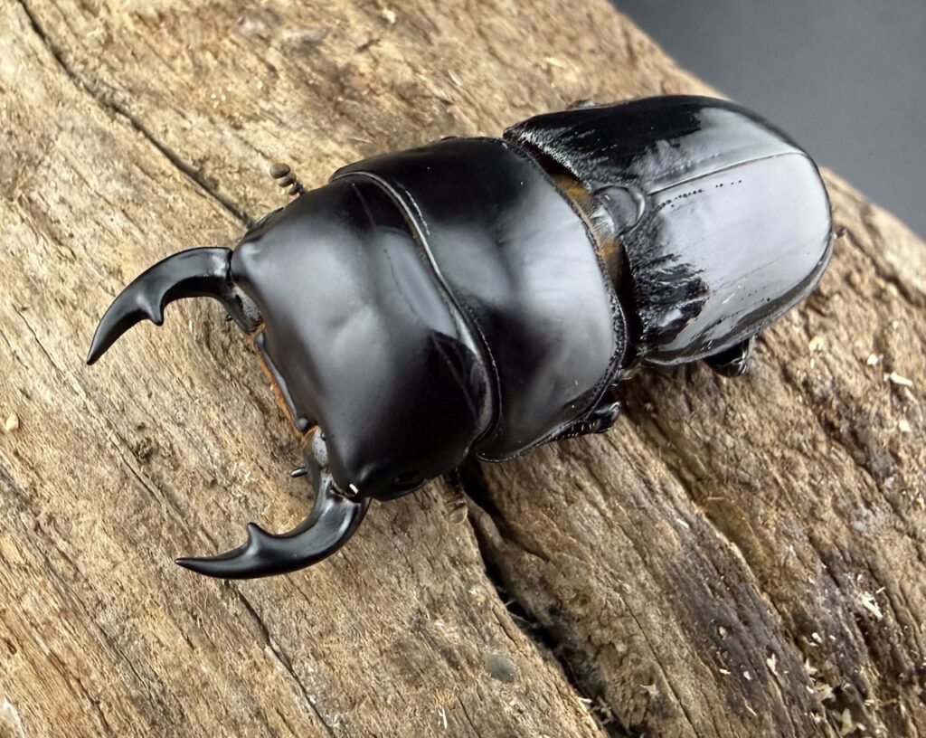 スキットオオクワガタ