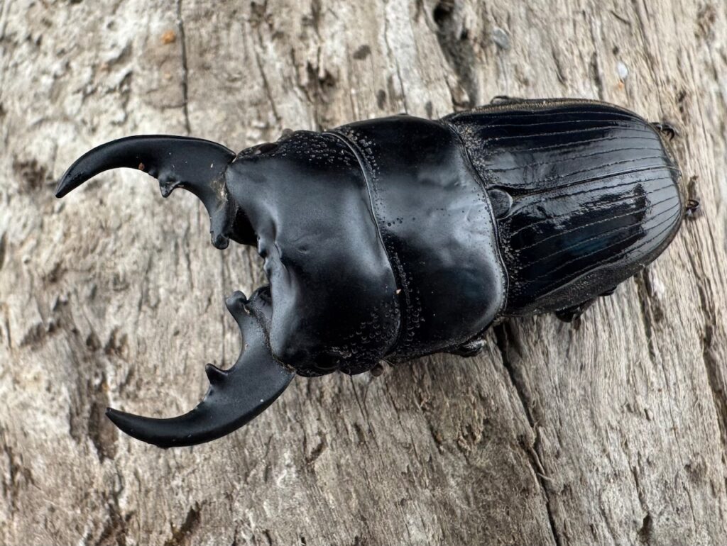 フィリピンネブトクワガタ亜種バンガイエンシス