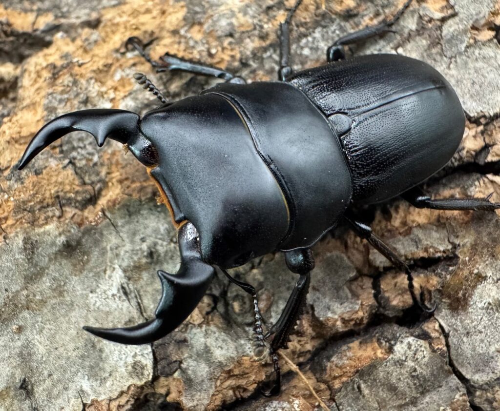 メンシウスヒラタクワガタ