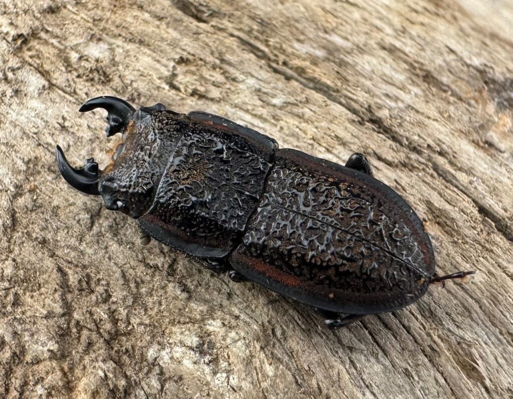 カエラートゥスサメハダクワガタ