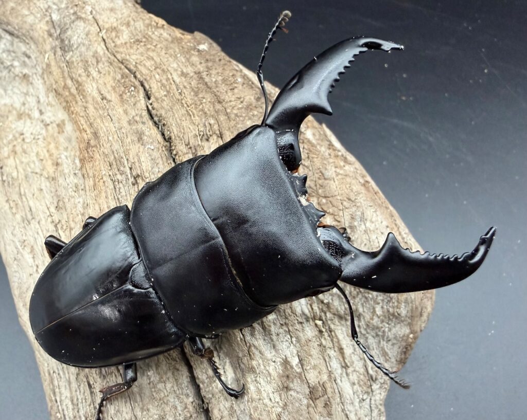 スマトラオオヒラタクワガタ