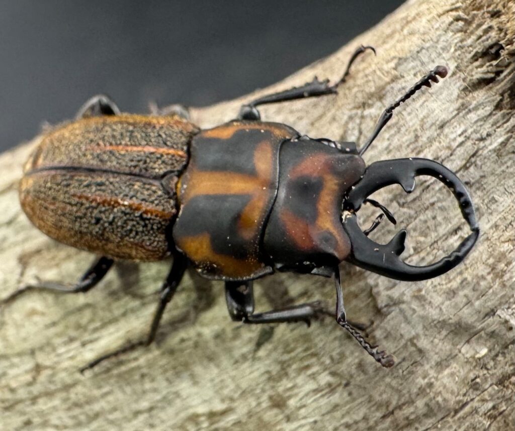 ソウラニセネブトクワガタ