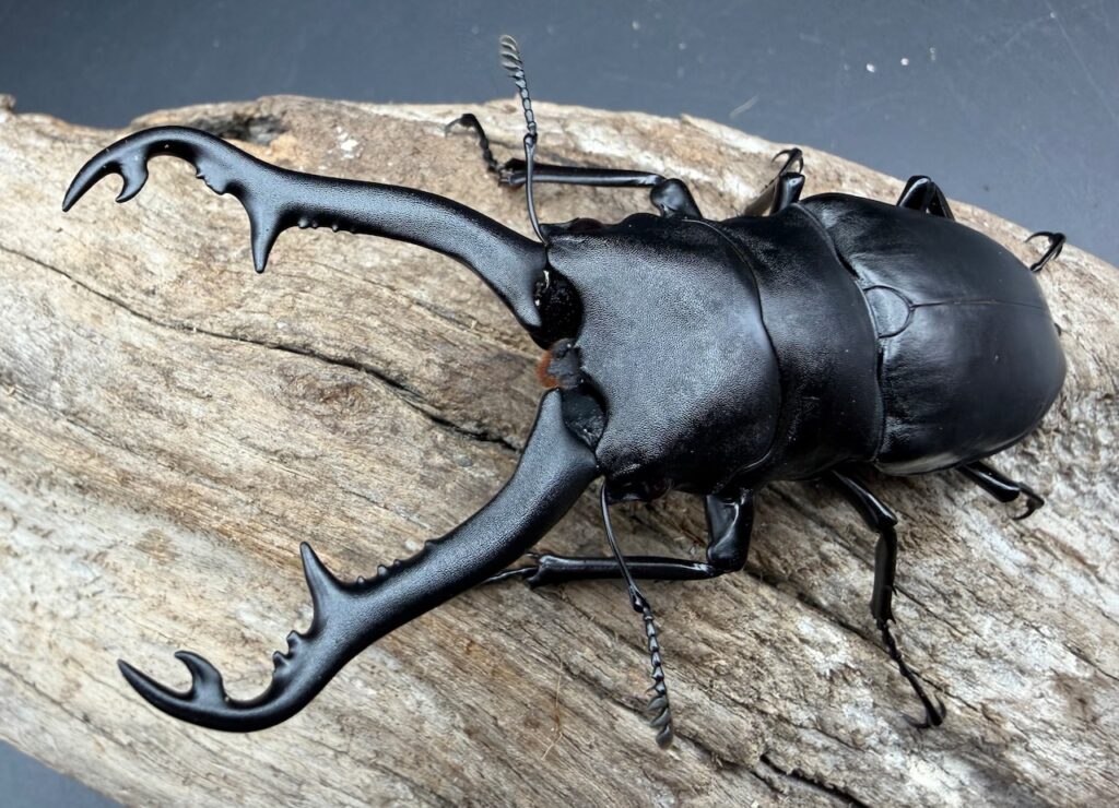 ギラファノコギリクワガタ亜種ボロブドゥール