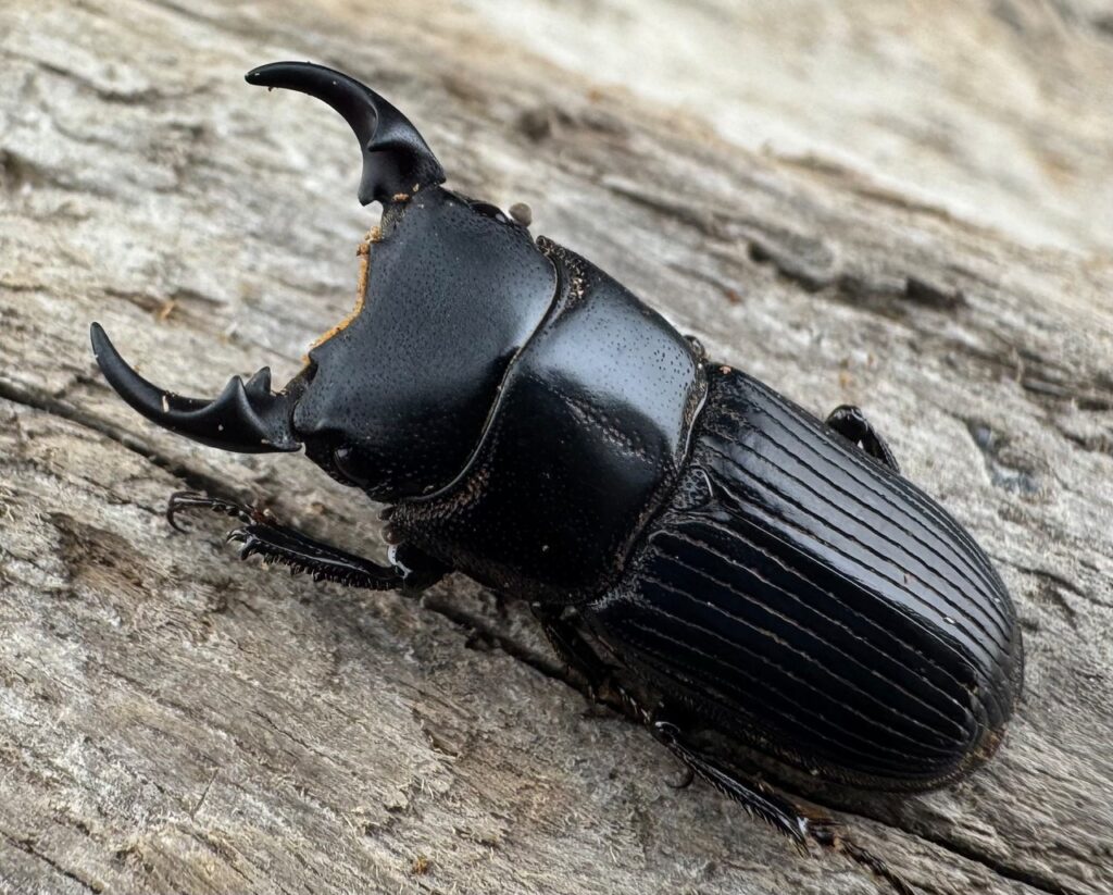 ラエビコリスネブトクワガタ