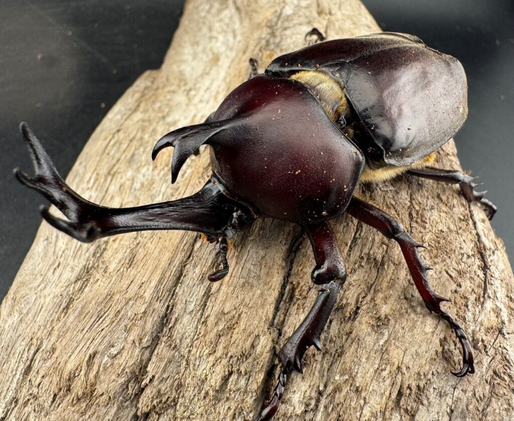 ヤマトカブトムシ