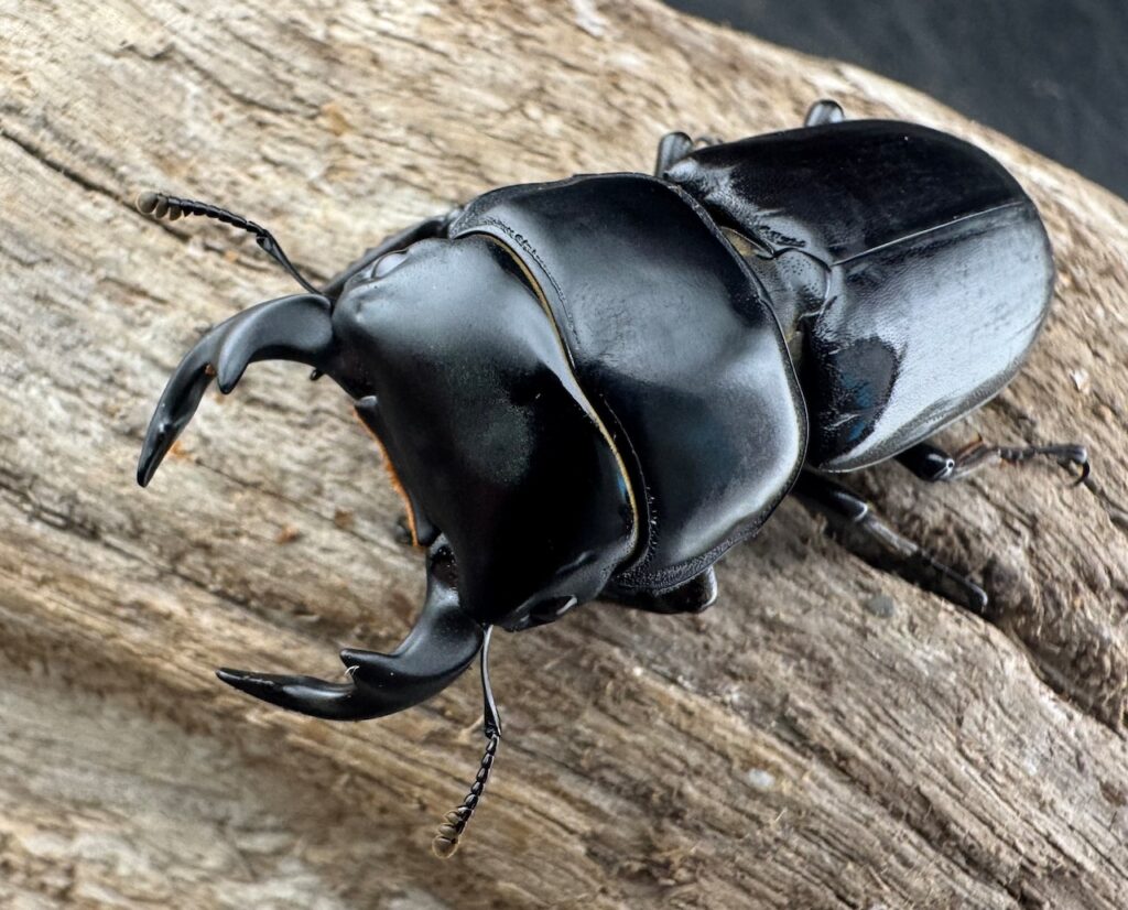 ヤクシャオオクワガタ原名亜種