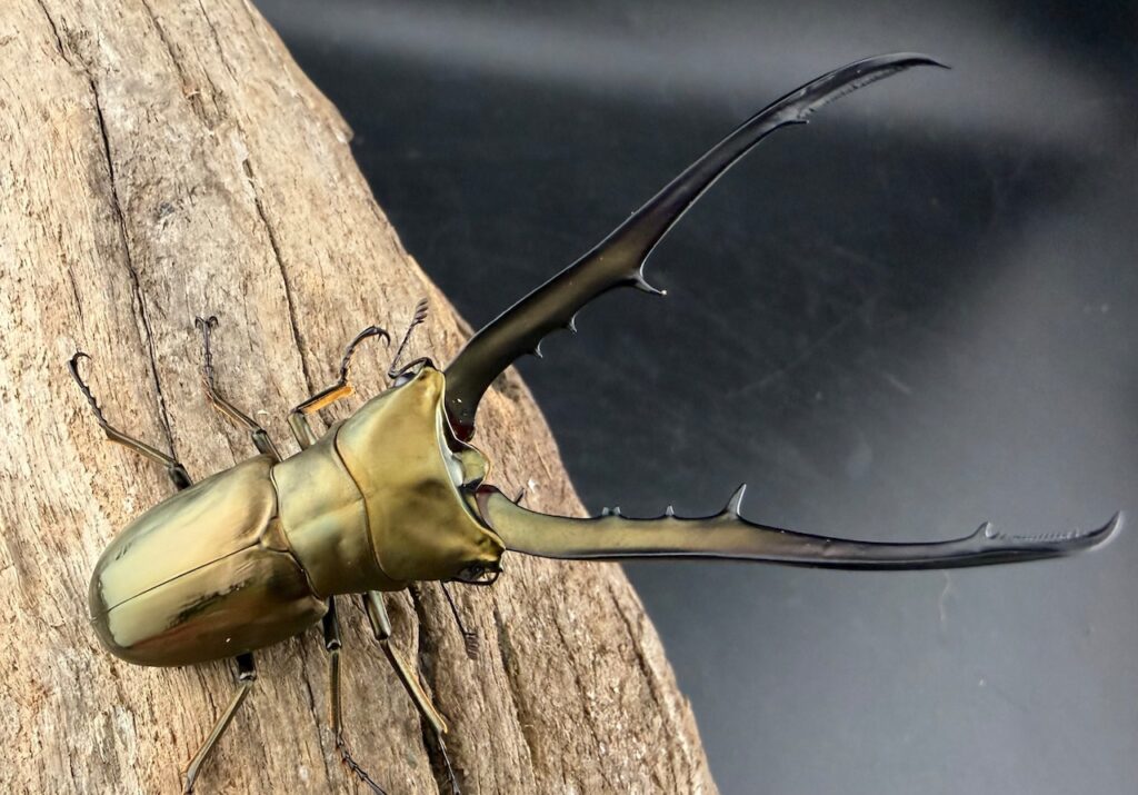 メタリフェルホソアカクワガタ亜種イソガイ