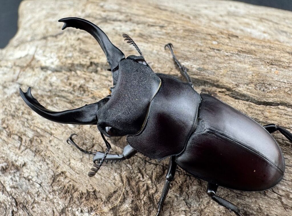 スペンスシカノコギリクワガタ亜種mandibularis