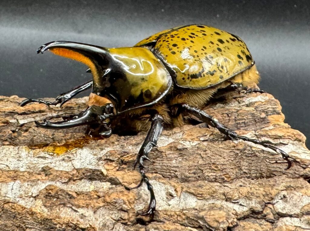 ミヤシタシロカブト