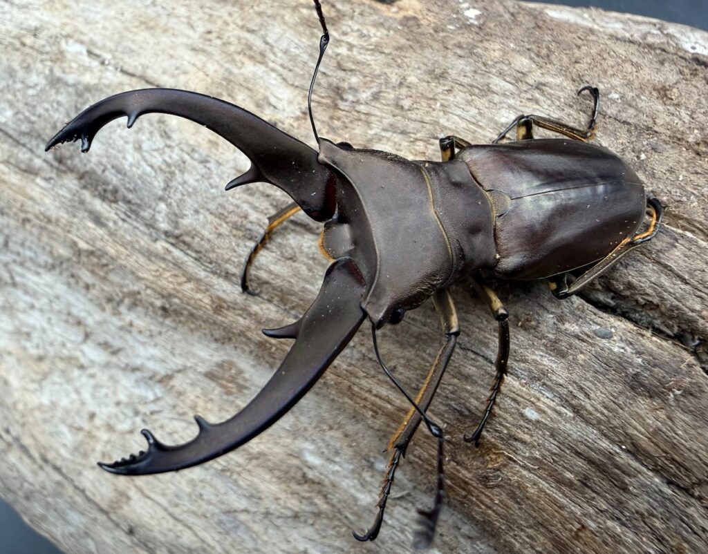 イグジミウスホソアカクワガタ