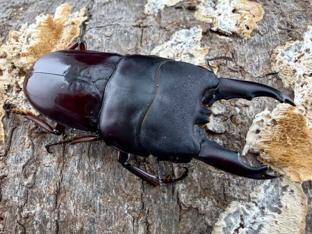 デタニヒラタクワガタ