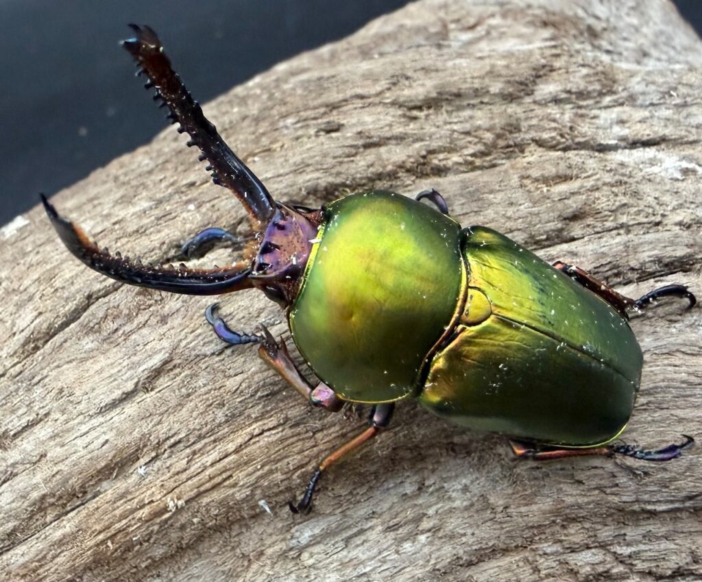 パプアキンイロクワガタ