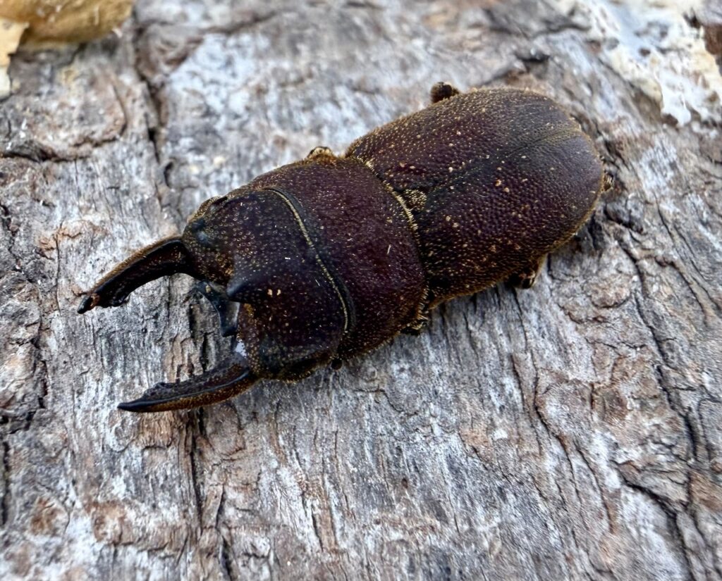 カプレオルスソリアシサビクワガタ