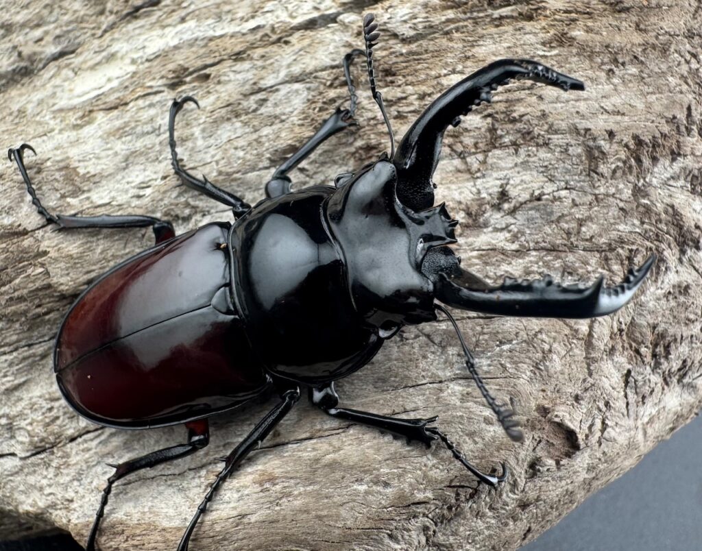 オーベルチュールクロツヤシカクワガタ