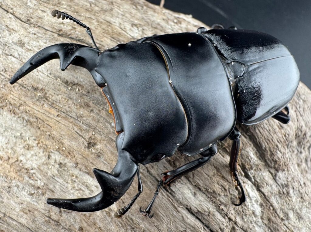 グランディスオオクワガタ原名亜種（ホペイオオクワガタ亜種grandis）