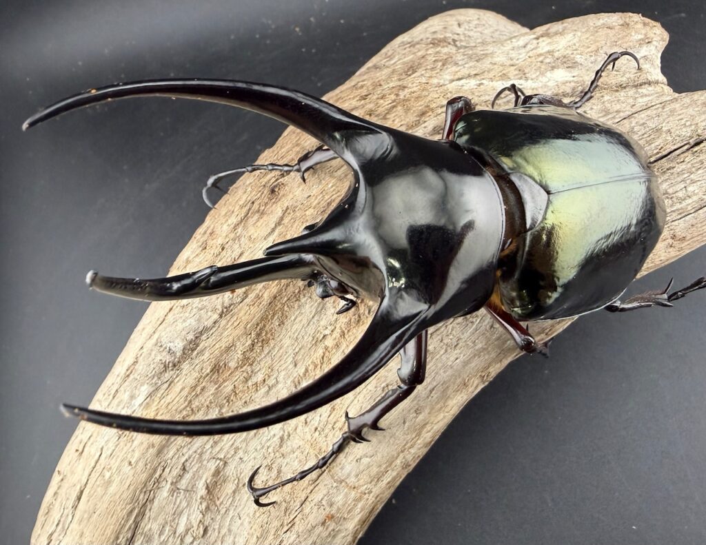 ジャワコーカサスオオカブト（コーカサスオオカブト原名亜種）