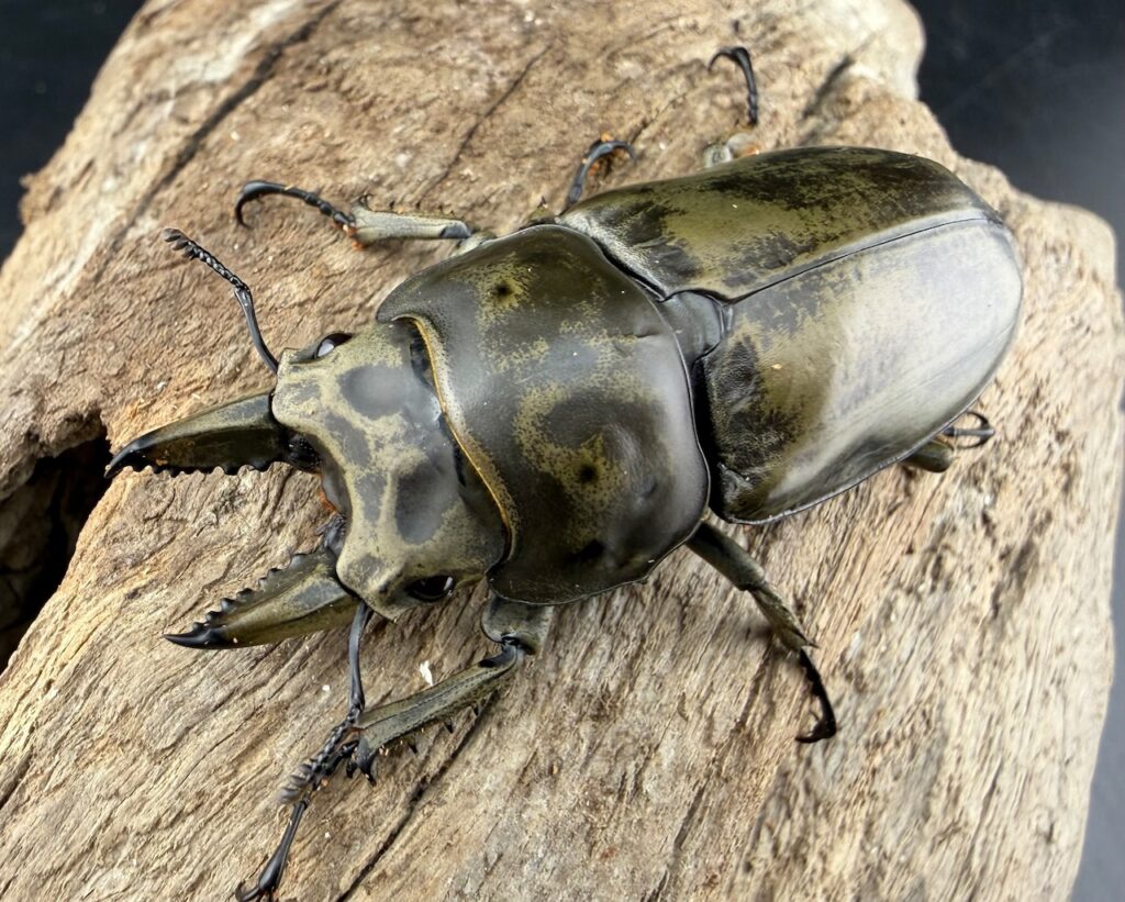 モーレンカンプオウゴンオニクワガタ