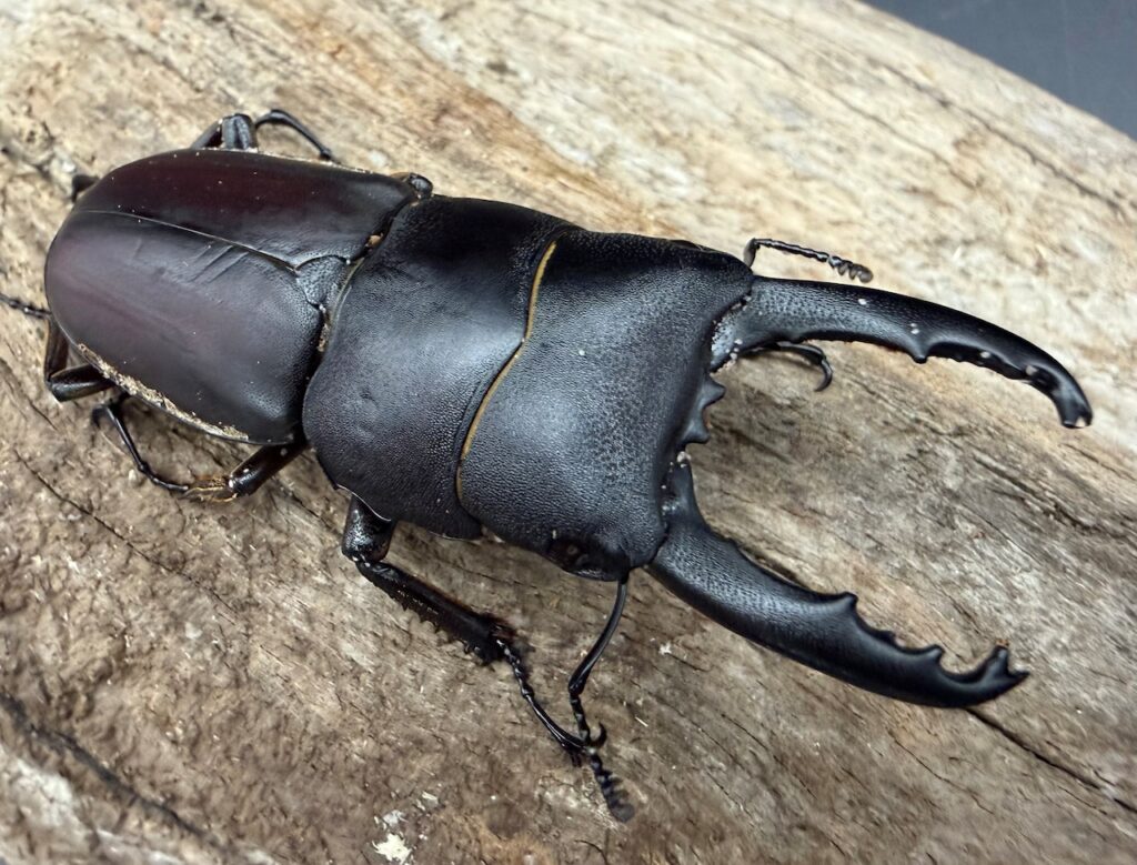 タウルスヒラタクワガタ原名亜種