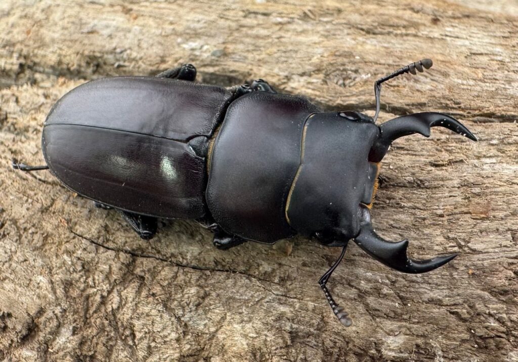 ヤエヤマコクワガタ