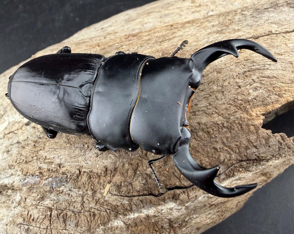 ジャワパリーオオクワガタ（リツセマオオクワガタ原名亜種）