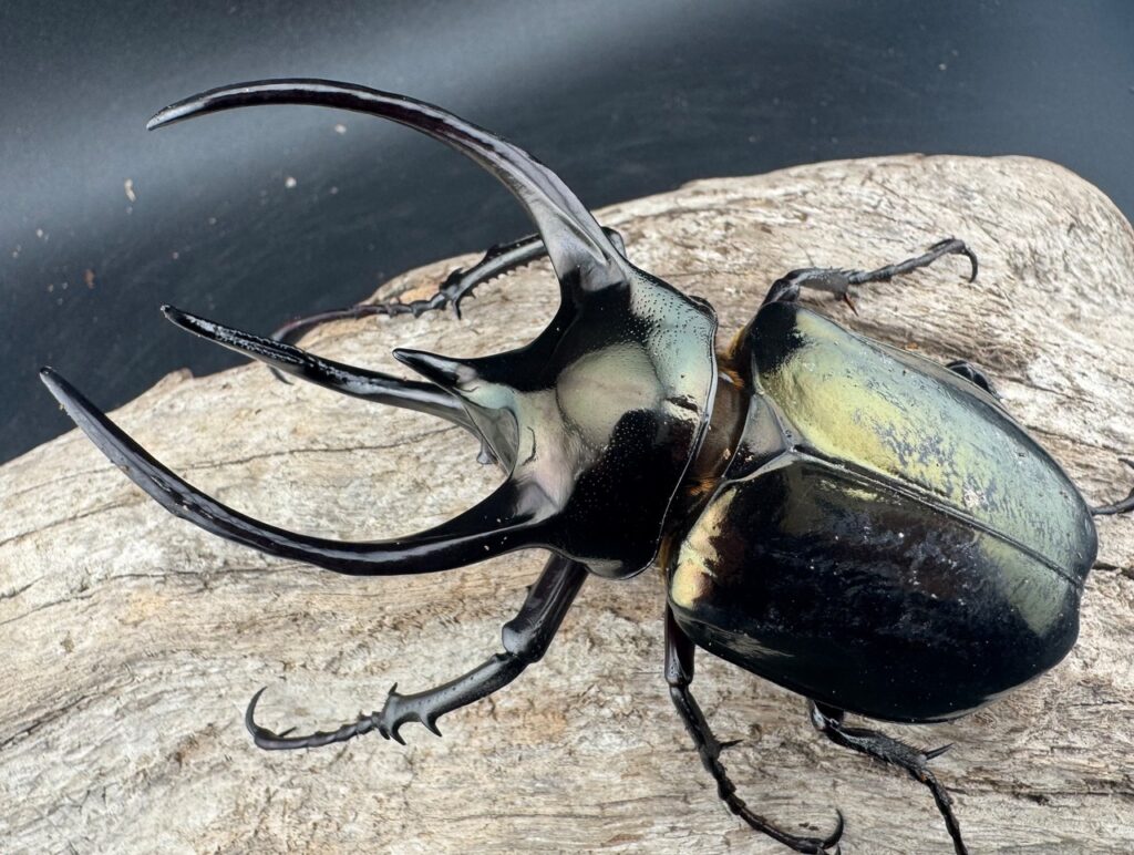 ミンダナオアトラスオオカブト