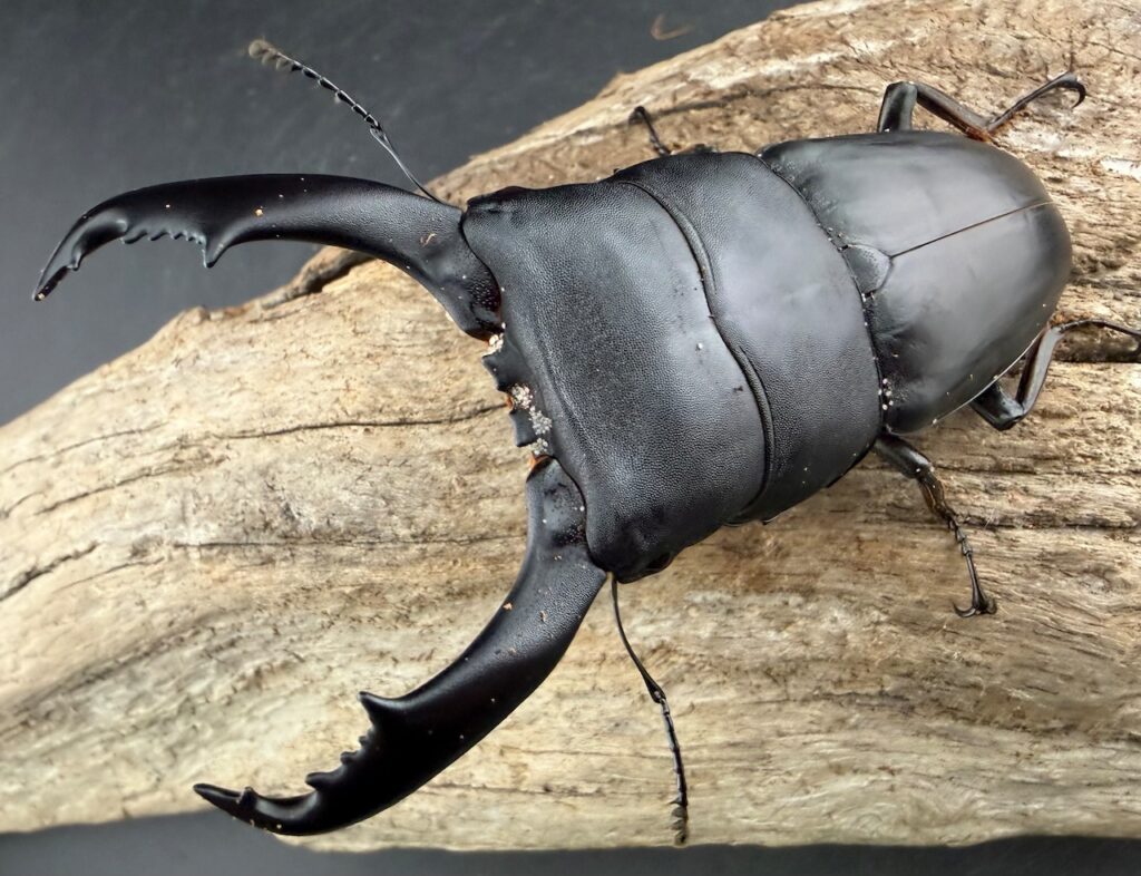 南カマリネスヒラタクワガタ（フィリピンヒラタクワガタ）