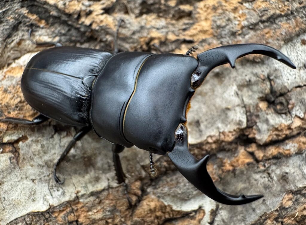 ヒルティコルニスヒラタクワガタ ssp.