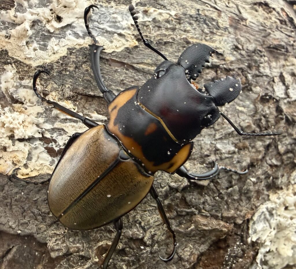 ブルークツヤクワガタ