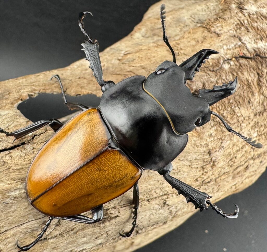 ニティドゥスマルバネクワガタ亜種lemeei