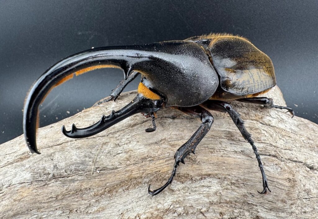 ヘラクレスオオカブト亜種ブリュゼニ（現トリニダーデンシス）