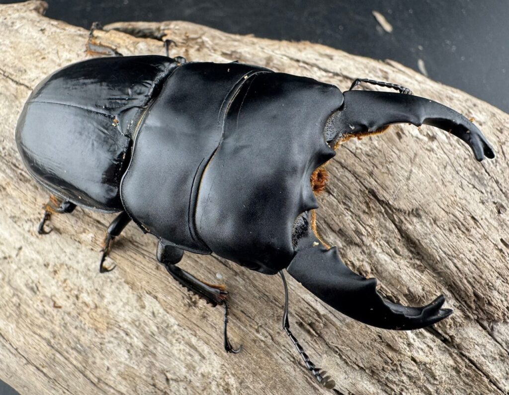 ユーリケファルスヒラタクワガタ