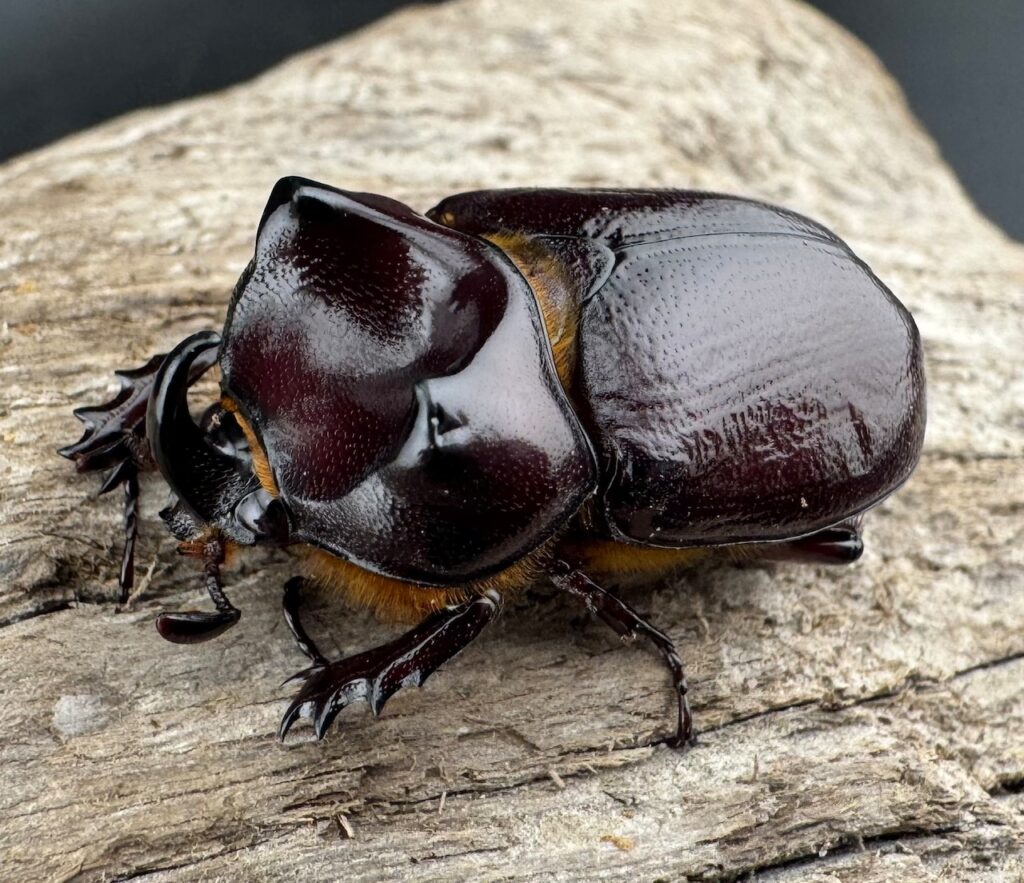 クリイロムナコブサイカブト