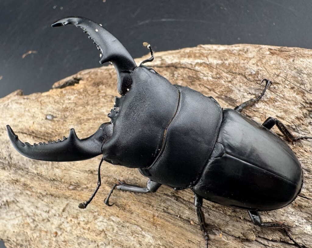 ベトナムヒラタクワガタ（ファフナーヒラタクワガタ）