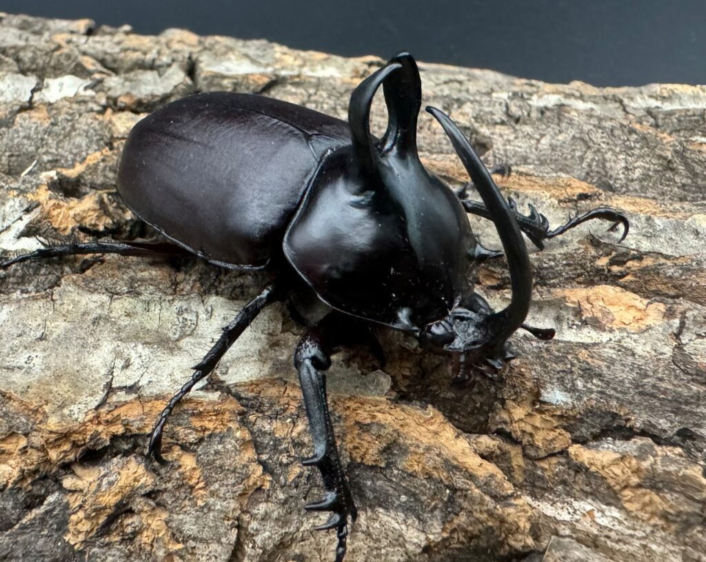 ビルマゴホンツノカブト（ビルマニクス）