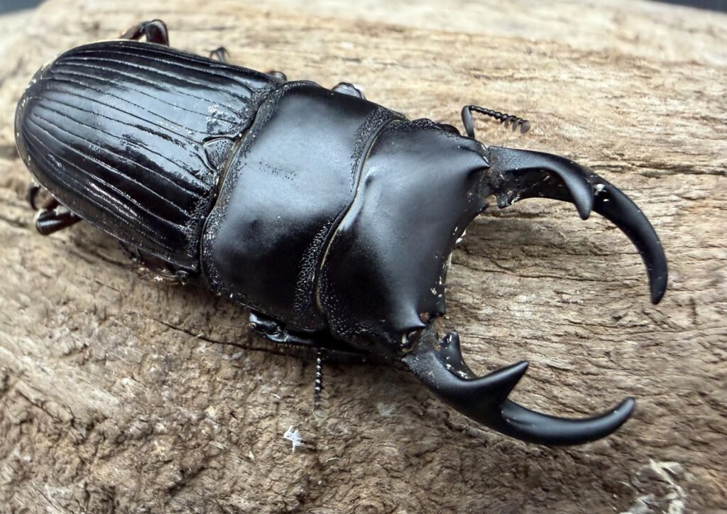 パラレルスネブトクワガタ