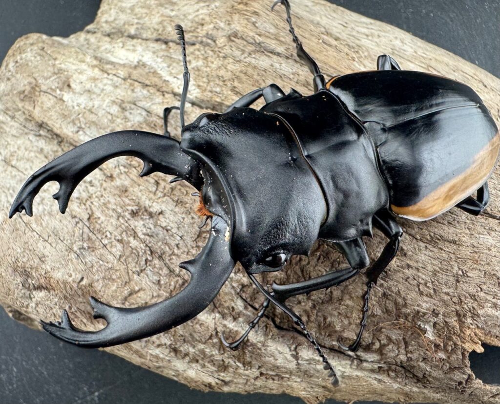 クベラツヤクワガタ亜種sinensis