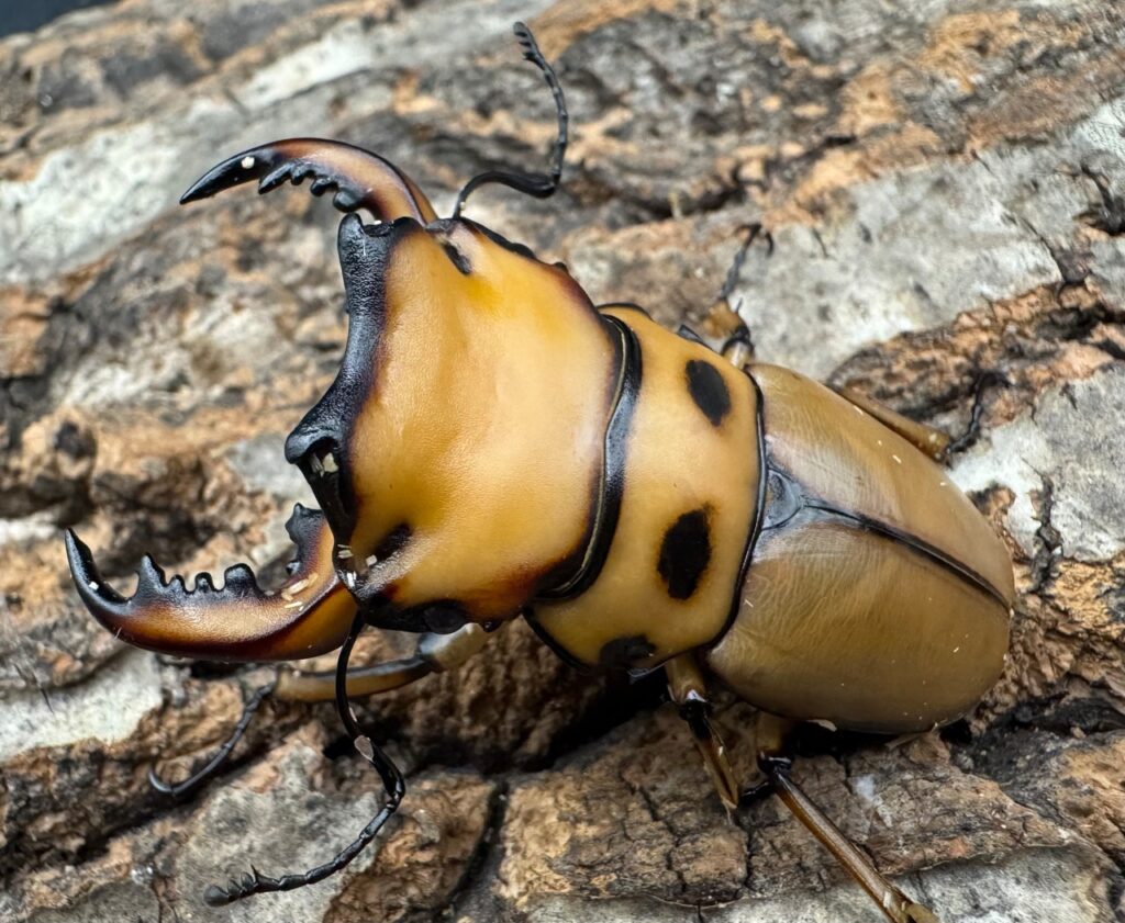 メリーメンガタクワガタ