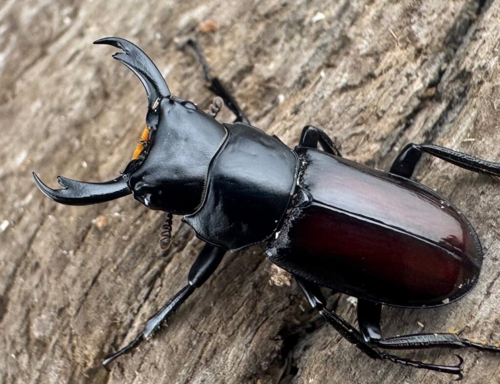 チュチェンセスジクワガタ