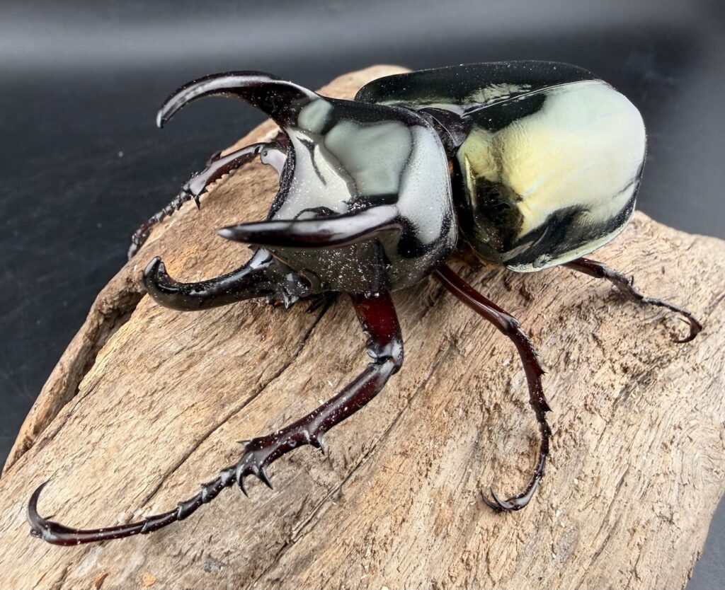 アトラスオオカブト亜種シンタエ