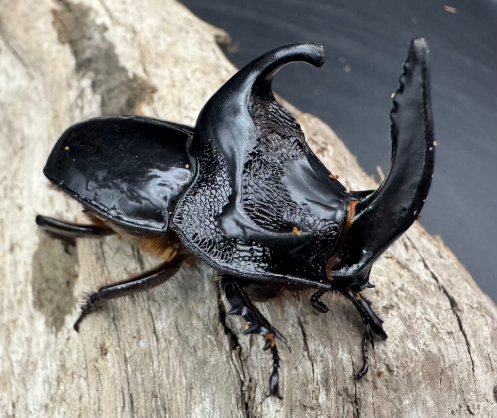 シムソンメンガタカブト