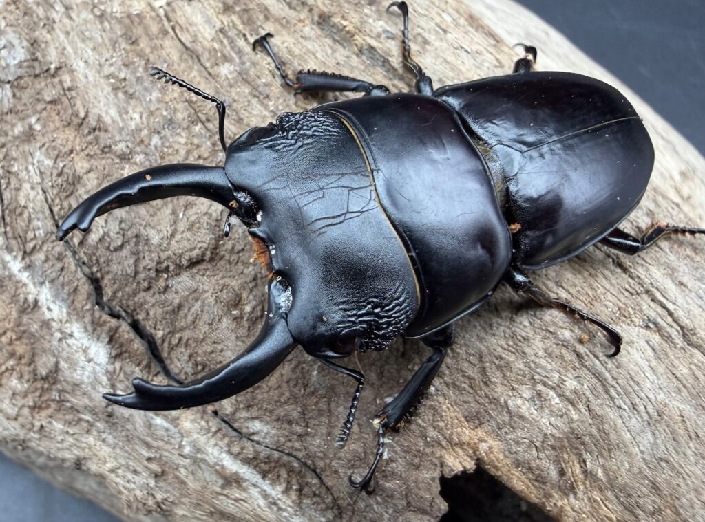 パプアヒラタクワガタ