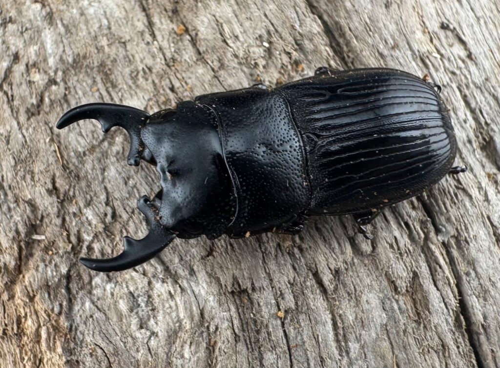 フィリピンネブトクワガタ原名亜種