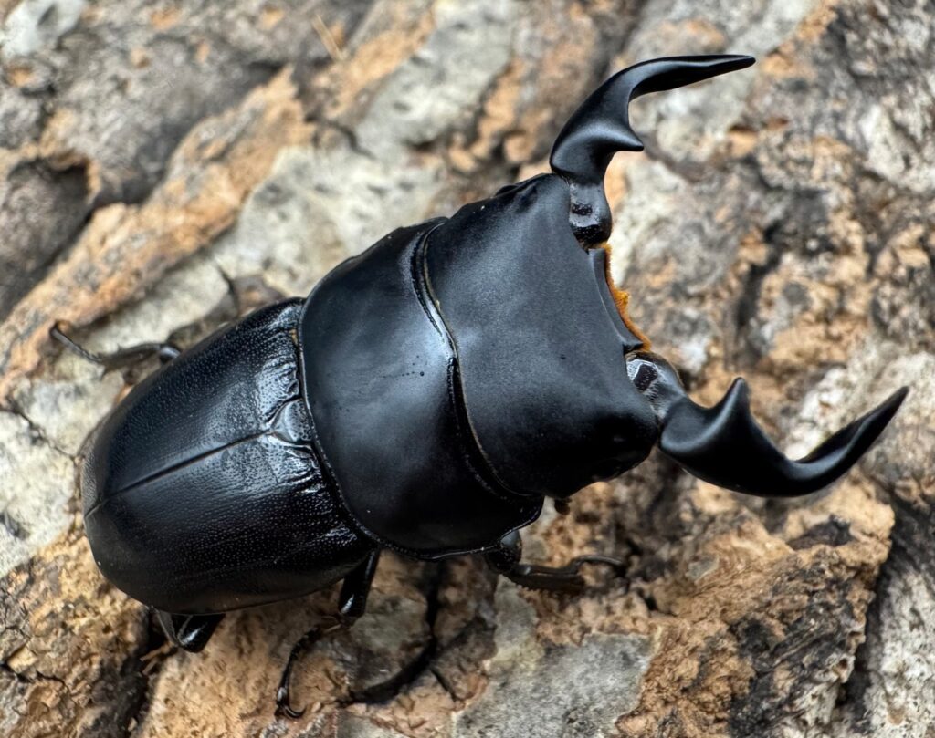 リンビンヒラタクワガタ