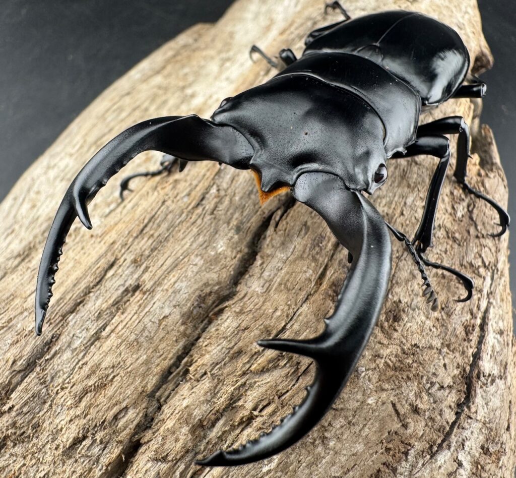 ウエストウッディオオシカクワガタ亜種カズミアエ