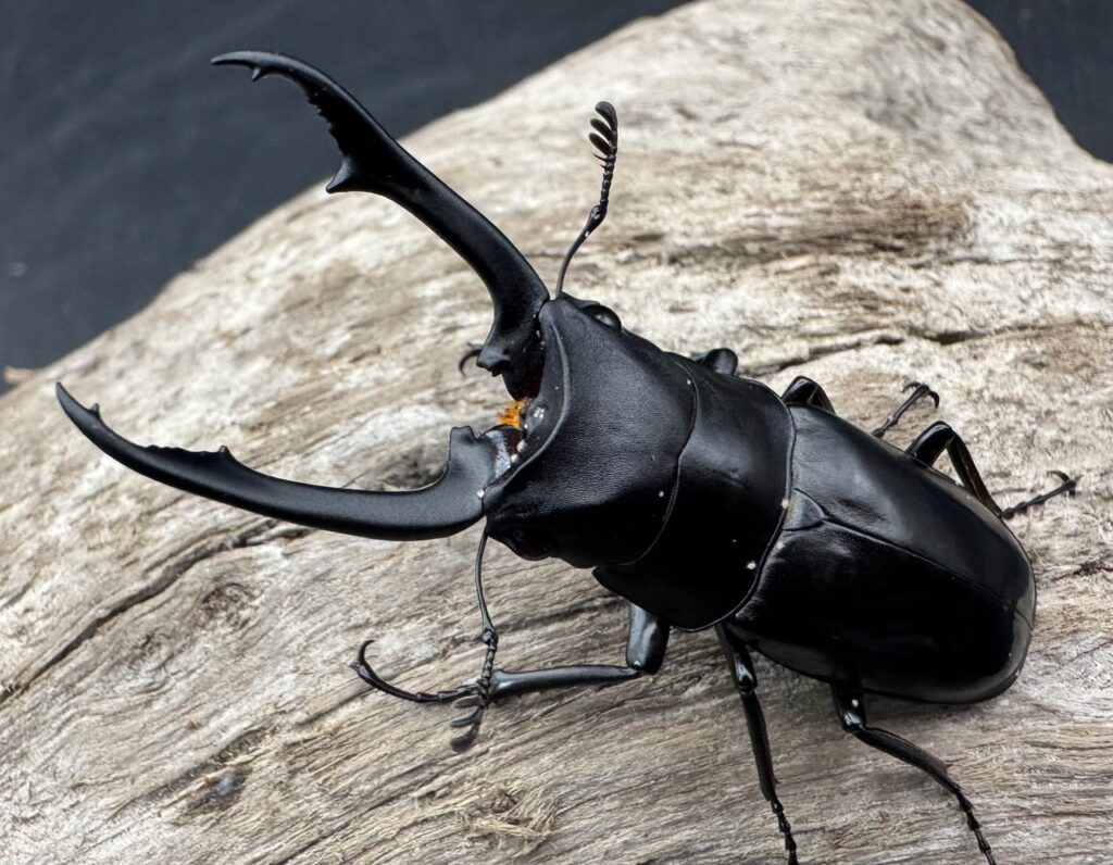 ブッダノコギリクワガタ スラウェシ亜種