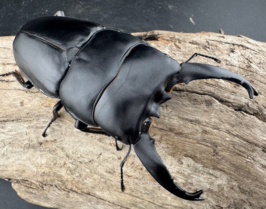 アルキデスヒラタクワガタ